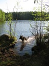 Dog running in water