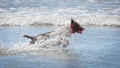 Dog running in water Royalty Free Stock Photo