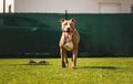 Dog running wih tongue out in backyard American staffordshire terrier, amstaff