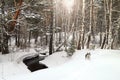 Dog running in winter forest