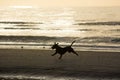 Dog runnning on the beach