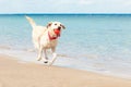 Dog runs along the beach in summer against the background of the sea, retriever with a ball resting at the resort, animals in Royalty Free Stock Photo