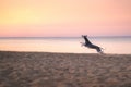 dog runs along the beach at sunset. Whippet plays in the sand