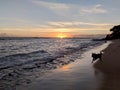 Dog runs along Makalei Beach with waves lapping Royalty Free Stock Photo