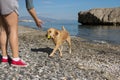 A dog runs on the beach carrying a ball in its owner`s mouth Royalty Free Stock Photo