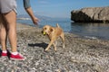 A dog runs on the beach carrying a ball in its owner`s mouth Royalty Free Stock Photo