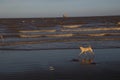 The dog runs on the beach Royalty Free Stock Photo