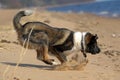 Dog runs on the beach Royalty Free Stock Photo