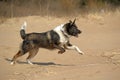 Dog runs on the beach Royalty Free Stock Photo