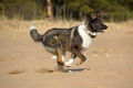 Dog runs on the beach Royalty Free Stock Photo