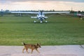 the dog runs in front of planes Royalty Free Stock Photo