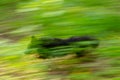 The dog runs through the green forest, blurry, a sense of speed and movement