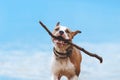 Dog runs with a huge stick in his teeth Royalty Free Stock Photo
