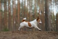 dog runs in a pine forest. little active jack russell in nature