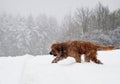 Dog runs in snowy landscape