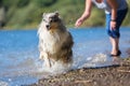 Dog runs after a thrown toy Royalty Free Stock Photo