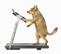 Dog runs on treadmill