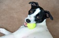 Dog. Russell terrier with tennis ball Royalty Free Stock Photo