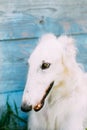 Dog Russian Borzoi Wolfhound Close Up Royalty Free Stock Photo