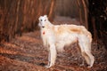 Dog Russian Borzoi Wolfhound Head, Outdoors Autumn Time Royalty Free Stock Photo