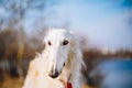 Dog Russian Borzoi Wolfhound Head , Outdoors Spring Autumn Time Royalty Free Stock Photo