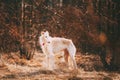 Dog Russian Borzoi Wolfhound Head , Outdoors Spring Autumn Time Close Up Portrait Royalty Free Stock Photo