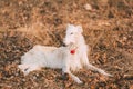 Dog Russian Borzoi Wolfhound Head , Outdoors Royalty Free Stock Photo