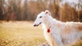 Dog Russian Borzoi Wolfhound Head , Outdoors Royalty Free Stock Photo