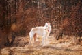 Dog Russian Borzoi Wolfhound Head , Outdoors Royalty Free Stock Photo