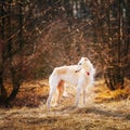 Dog Russian Borzoi Wolfhound Head , Outdoors Royalty Free Stock Photo