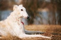 Dog Russian Borzoi Wolfhound Head , Outdoors Royalty Free Stock Photo
