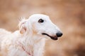 Dog Russian Borzoi Wolfhound Head , Outdoors Royalty Free Stock Photo