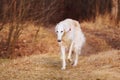 Dog Russian Borzoi Wolfhound Head , Outdoors Royalty Free Stock Photo