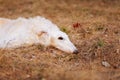 Dog Russian Borzoi Wolfhound Head , Outdoors Royalty Free Stock Photo