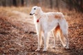 Dog Russian Borzoi Wolfhound Head , Outdoors Royalty Free Stock Photo