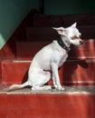 The dog sits on the bright red steps, illuminated by a ray of sun Royalty Free Stock Photo