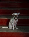 The dog sits on the bright red steps, illuminated by a ray of sun. Royalty Free Stock Photo