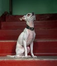 The dog sits on the bright red steps, illuminated by a ray of sun. Royalty Free Stock Photo