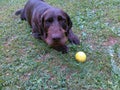 Dog Rusty playing with a ball