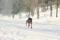 dog ruuning on the snow Royalty Free Stock Photo