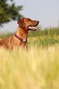 Dog in the rye field Royalty Free Stock Photo