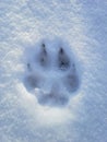 Dog`s Clawprint in the Snow