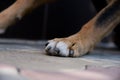 The dog`s claws are worn off because it lives on the street Royalty Free Stock Photo