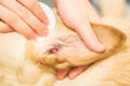 Dog`s ears cleaning Royalty Free Stock Photo