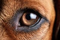 Dog\'s eye close-up Royalty Free Stock Photo