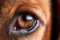 Dog\'s eye close-up Royalty Free Stock Photo
