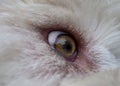 A Dog`s eye in closeup Royalty Free Stock Photo