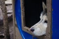 The dog`s face looks out of the booth. Sad look of a Husky dog