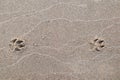 Dog`s foot print in the sand Royalty Free Stock Photo