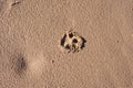 Dog`s footprint on the beach sand. Close up. Concept of dog walking in public space. One trace. Royalty Free Stock Photo